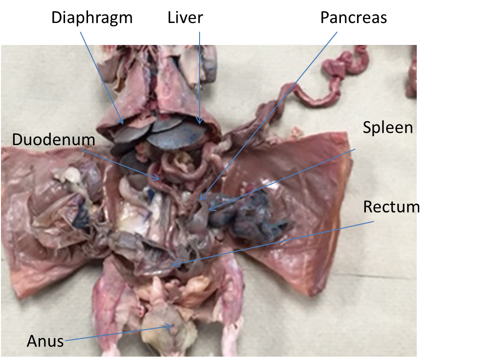 Abdominmal Cavity - Pregnant Rat Dissection